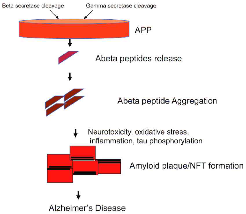 amyloid hypothesis 2022