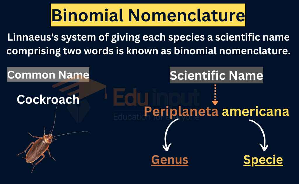 image showing Binomial Nomenclature definition and example