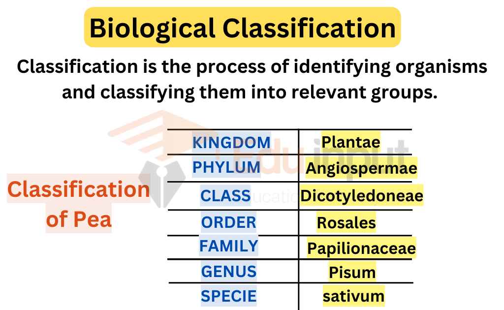 biology classification assignment