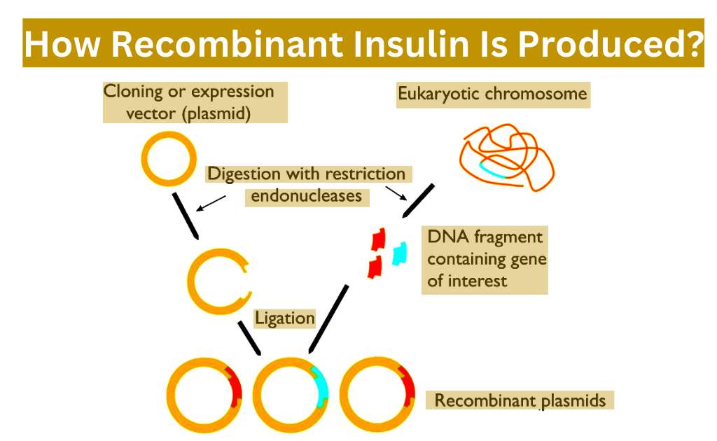 image showing production of Recombinant insulin
