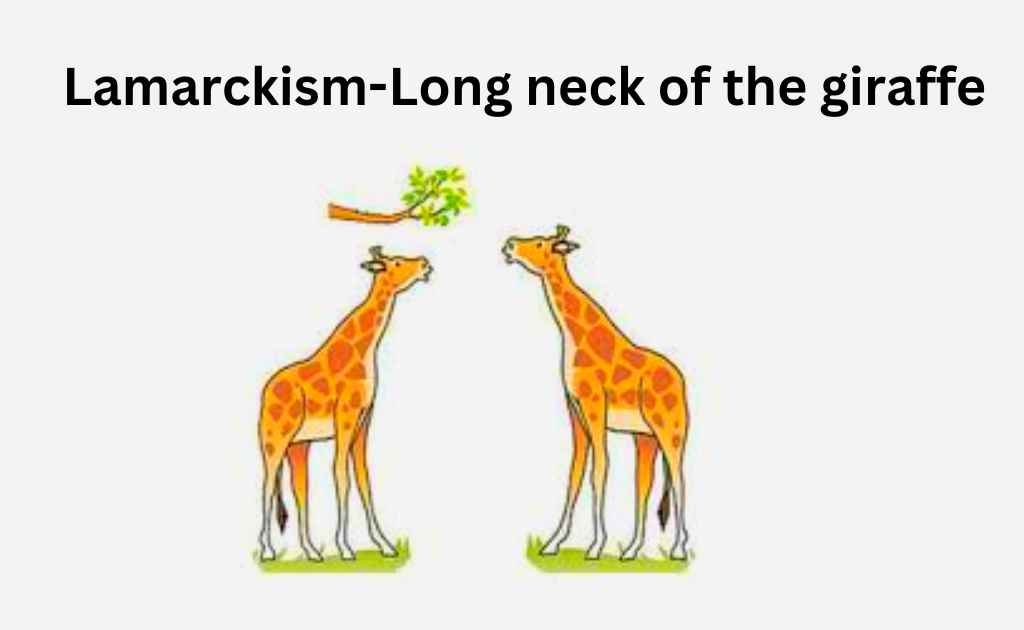 image of Long neck of the giraffe