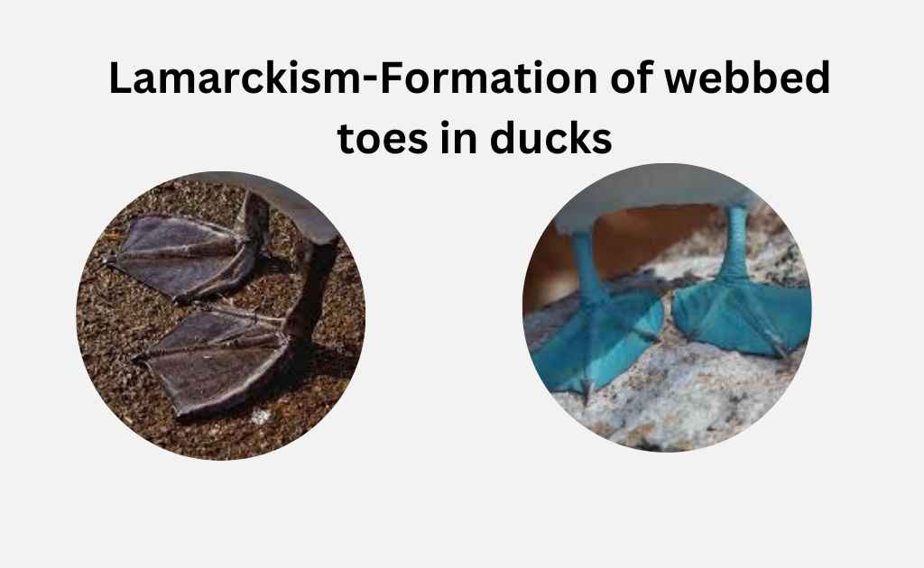 image of Lamarckism Formation of webbed toes in ducks