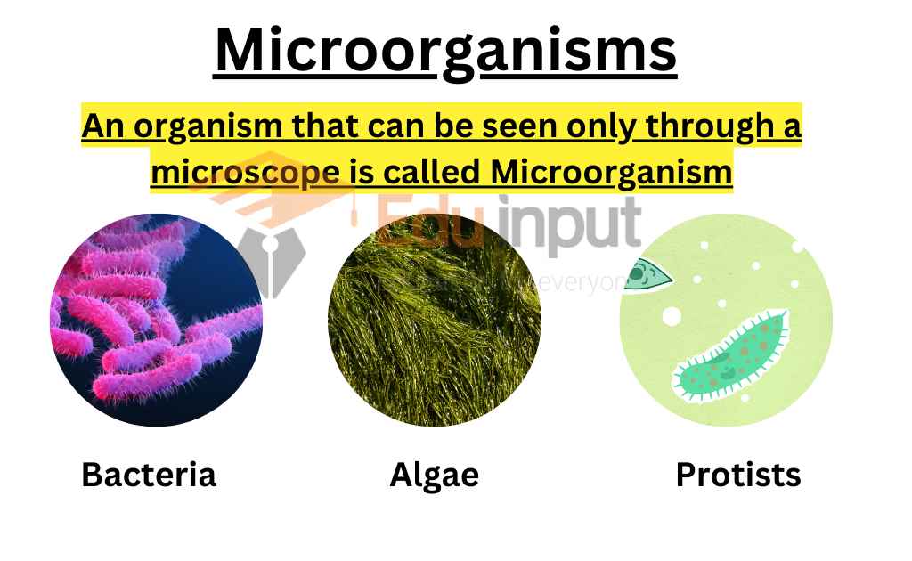 image representing Microorganisms