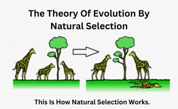 The Theory Of Evolution By Natural Selection