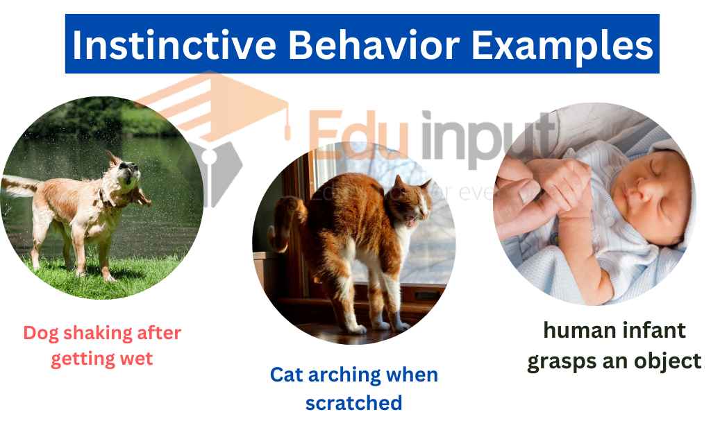 Image showing instinctive behavior examples