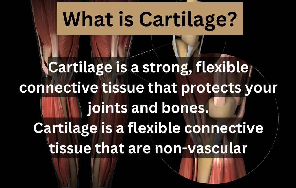 image showing what is cartilage?