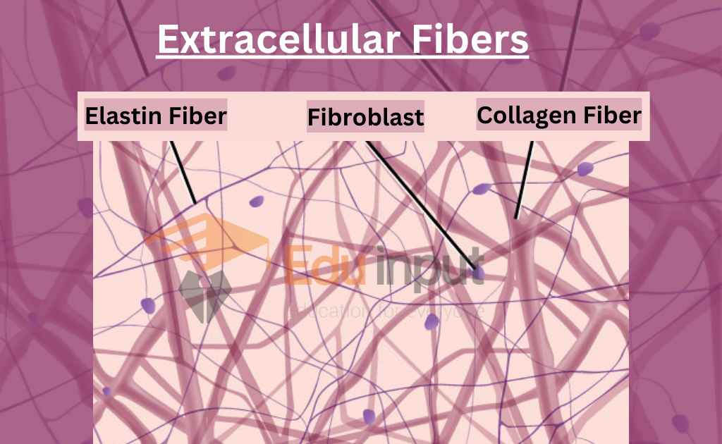 Image showing extracellular fibers in connective tissues