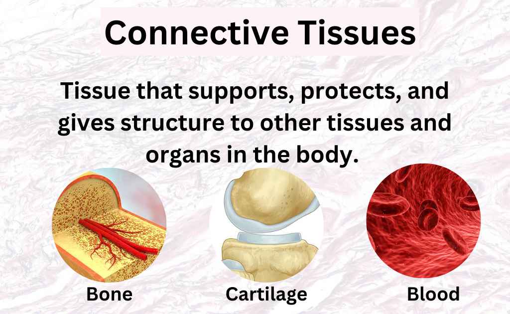 image showing what are connective tissues?