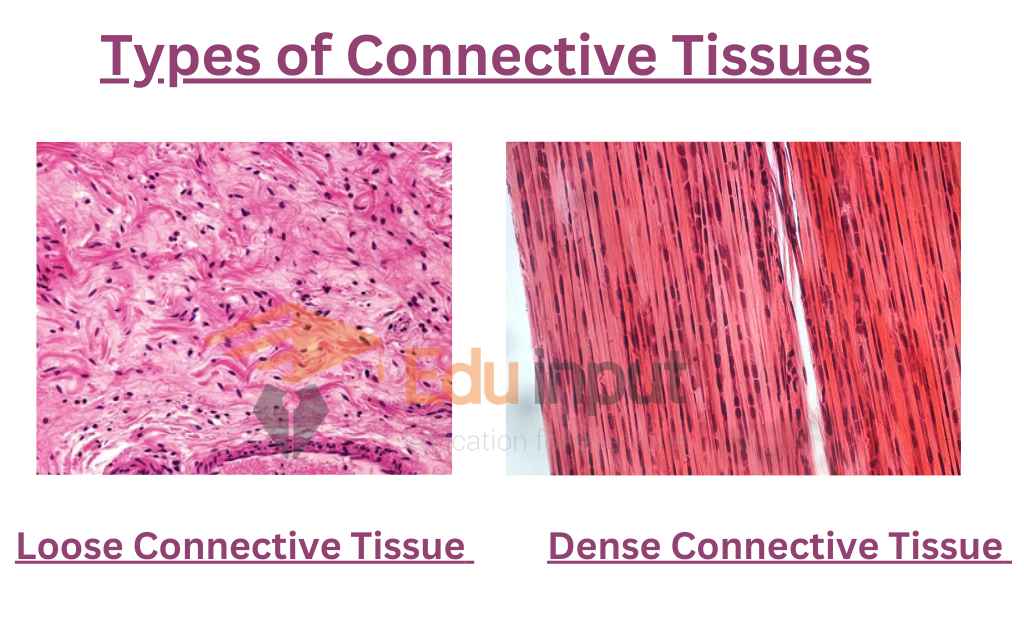 image showing Types of Connective Tissues