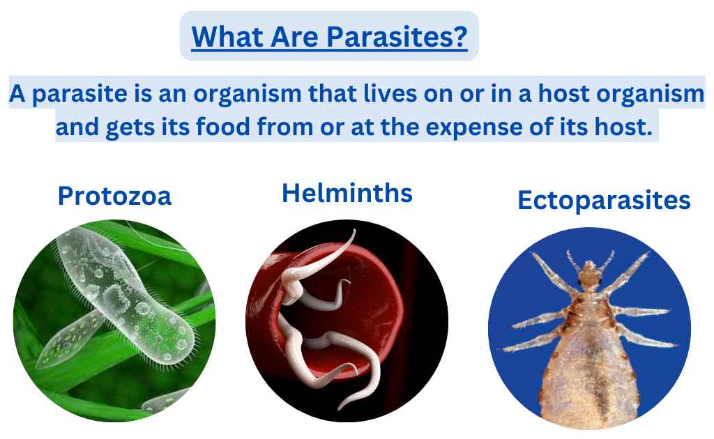 What Are Parasites?-Classification, Mode of Transmission, And Examples