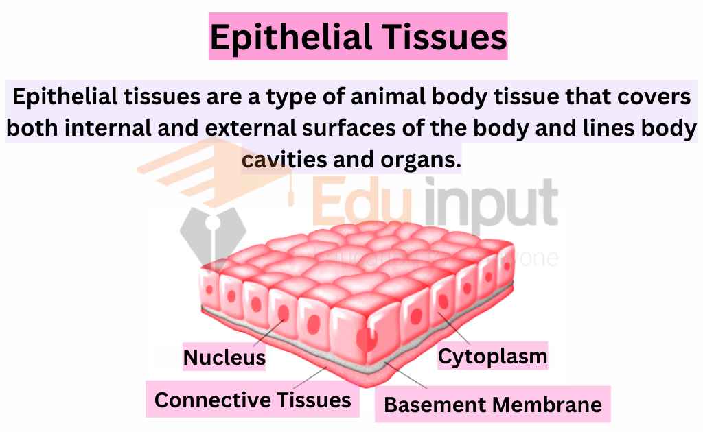 Image showing what are epithelial tissues
