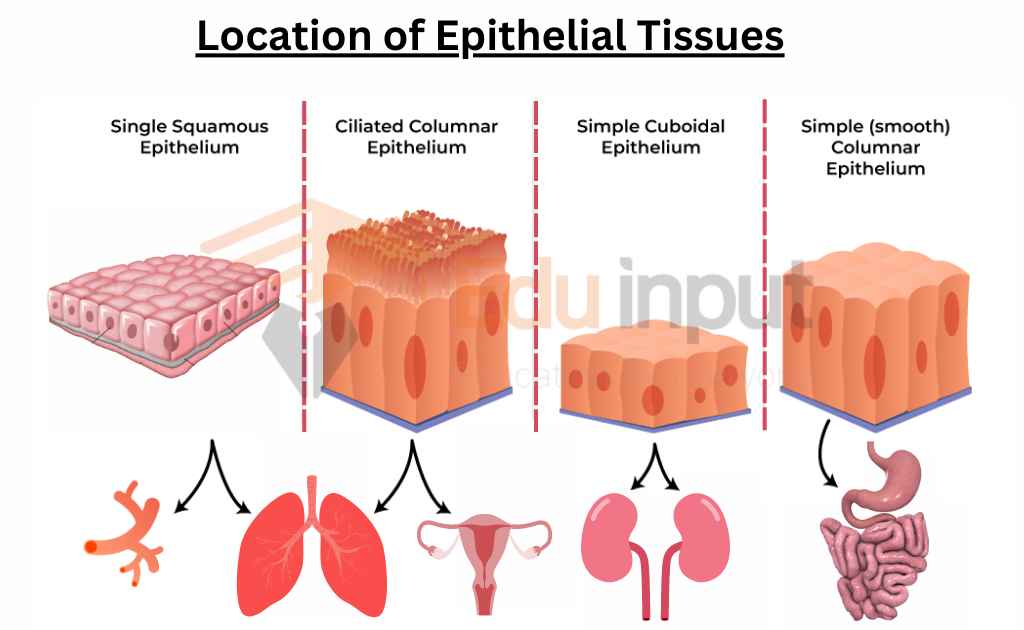 What Type Of Epithelial Tissue Forms Glands At Wilfred Mccarty Blog
