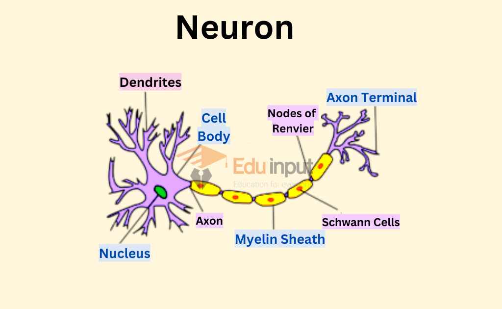 image showing neuron as type of nervous tissues