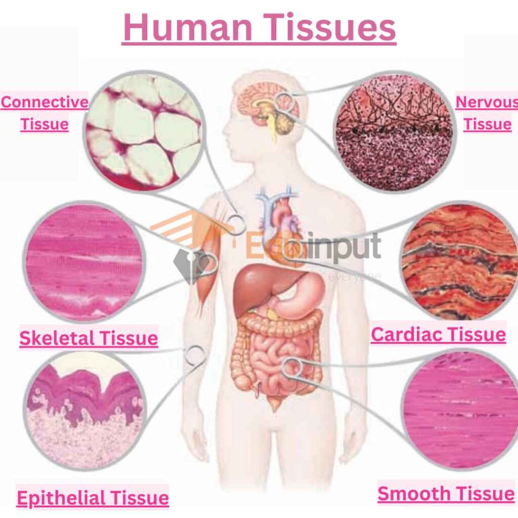 image showing tissues in human/ multicellular organisms
