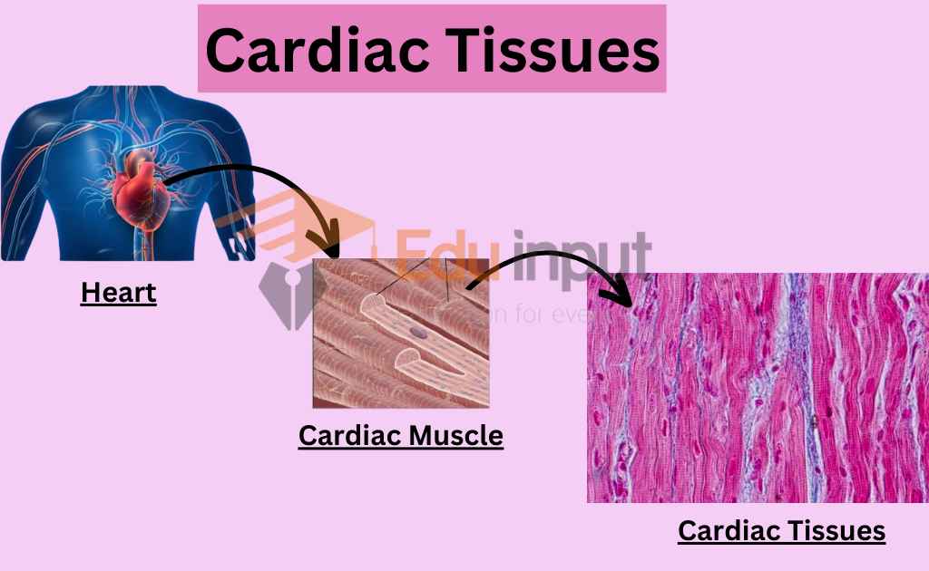 Image showing cardiac muscular tissues