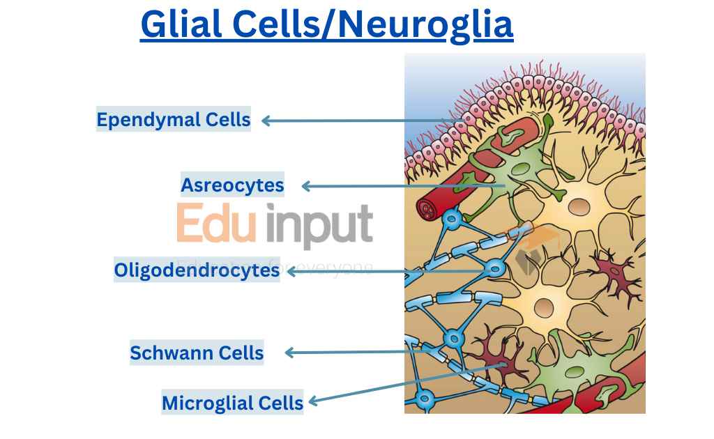 Image of glial cells as type of nervous tissues