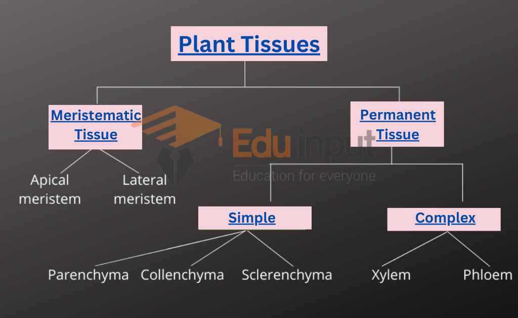 image showing tissues in plants