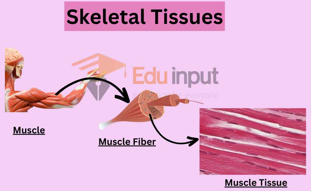 image showing skeletal muscular tissues