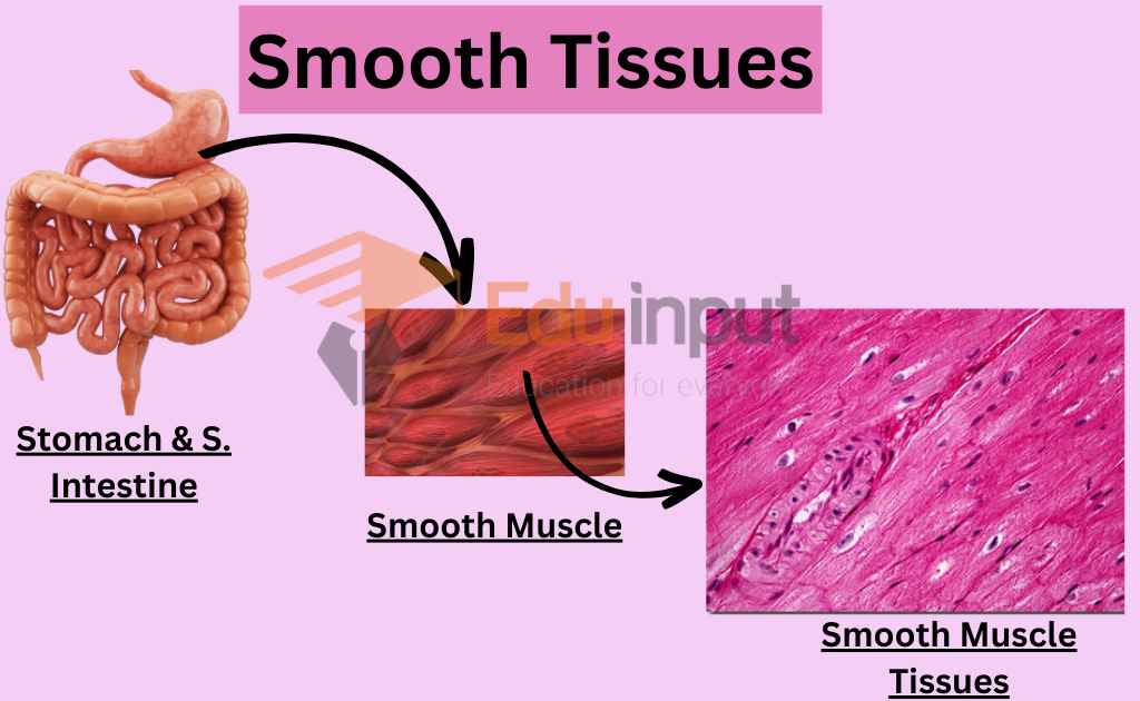 image showing smooth muscular tissues