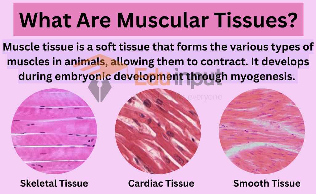 image showing what are muscular tissues?
