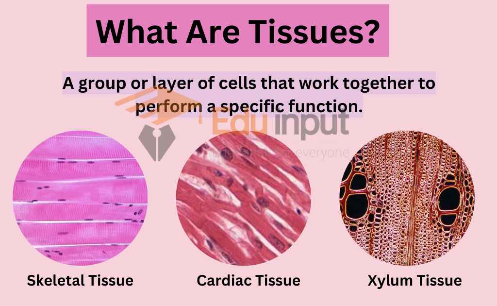 image showing what are tissues?