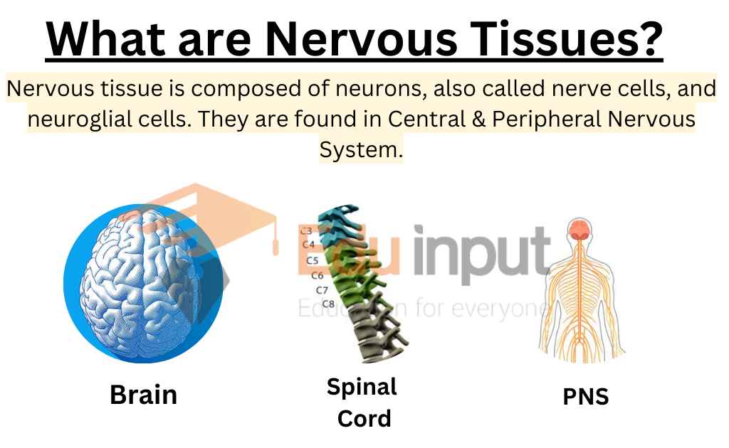 Image showing what are  nervous tissues?