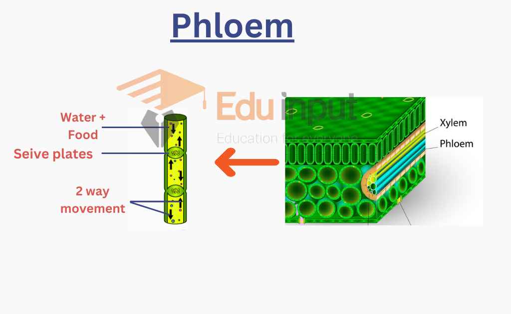image of phloem vascular tissue