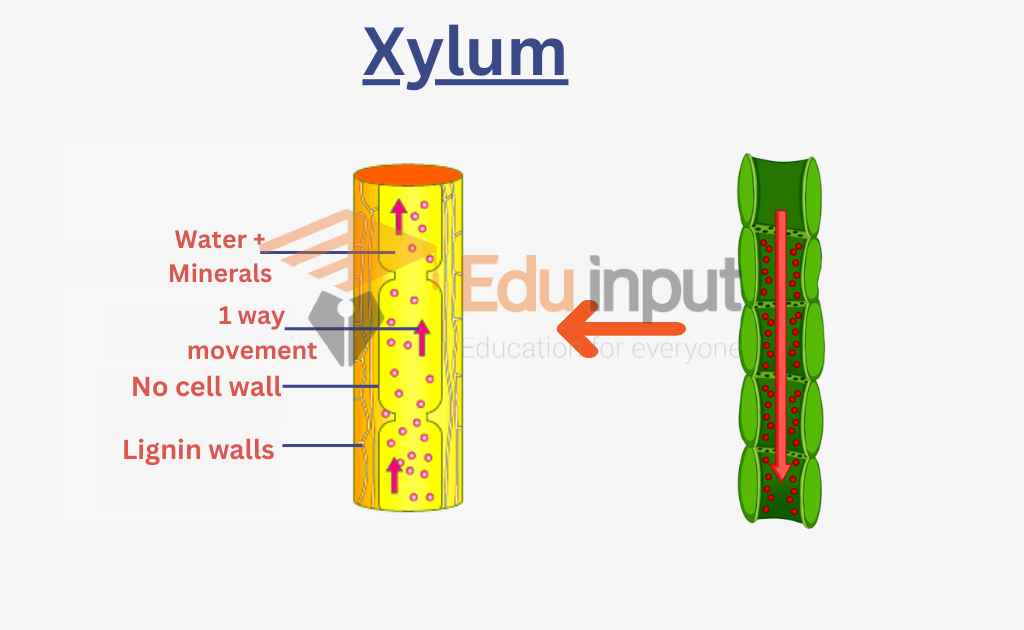 image of xylem vascular tissues