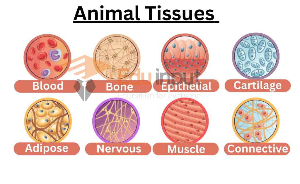 image showing examples of animal tissues