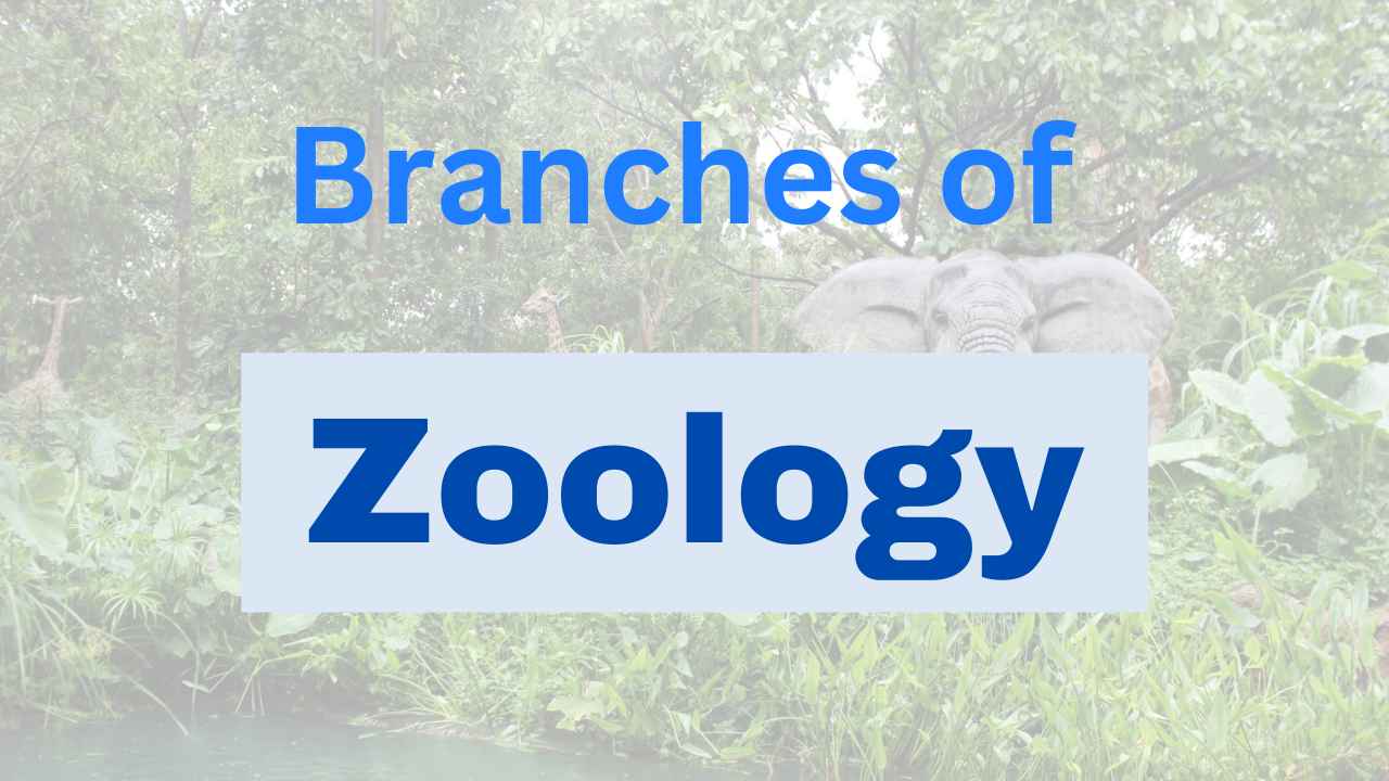 branches-of-zoology-with-examples