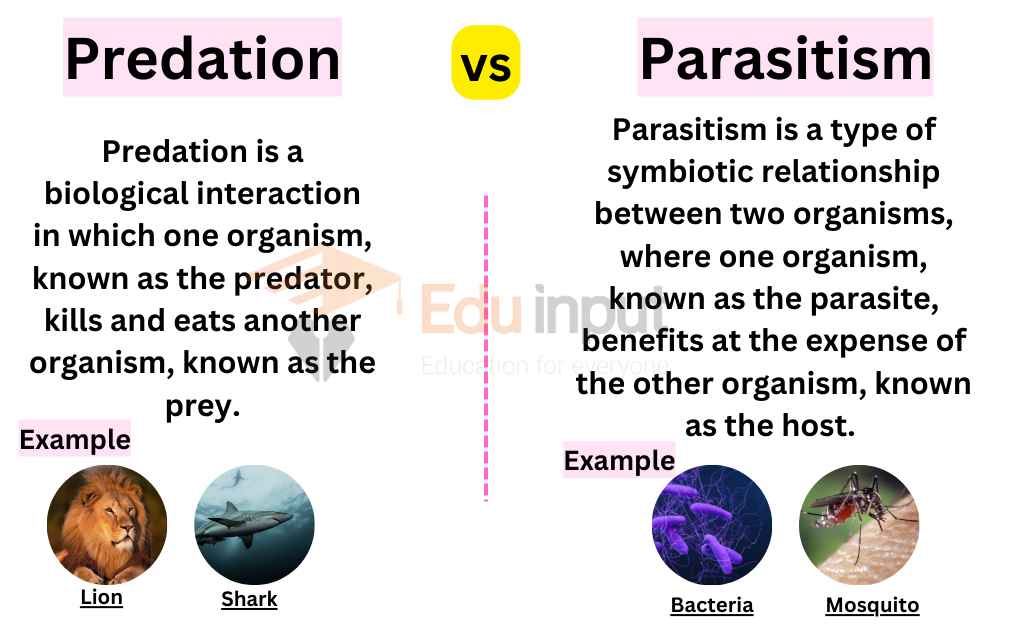 image showing Difference Between Predation and Parasitism