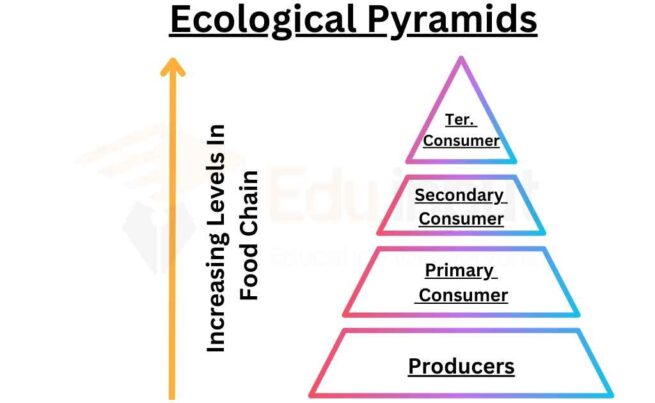 Trophic Levels In An Ecosystem | Ecological Pyramid