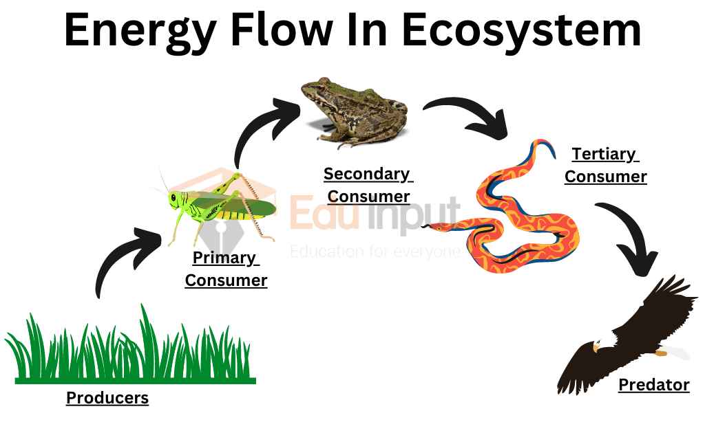 image showing flow of energy in an ecosystem from producers to higher levels