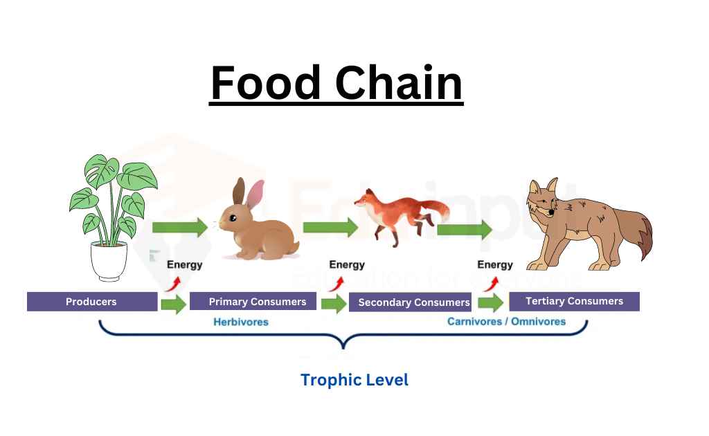 image showing grazing food chain
