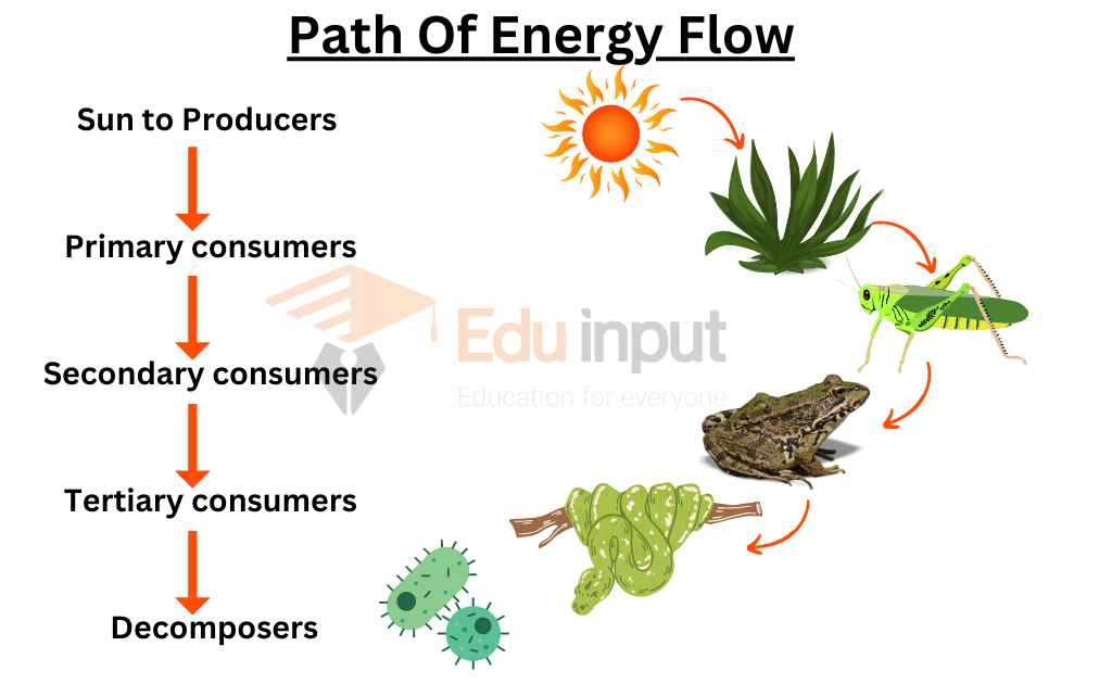 image showinghow energy flows in an ecosystem
