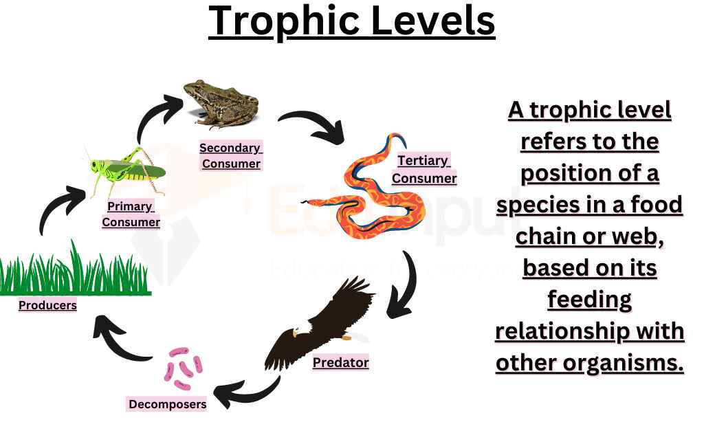 Graphical representation of trophic levels in an ecosystem