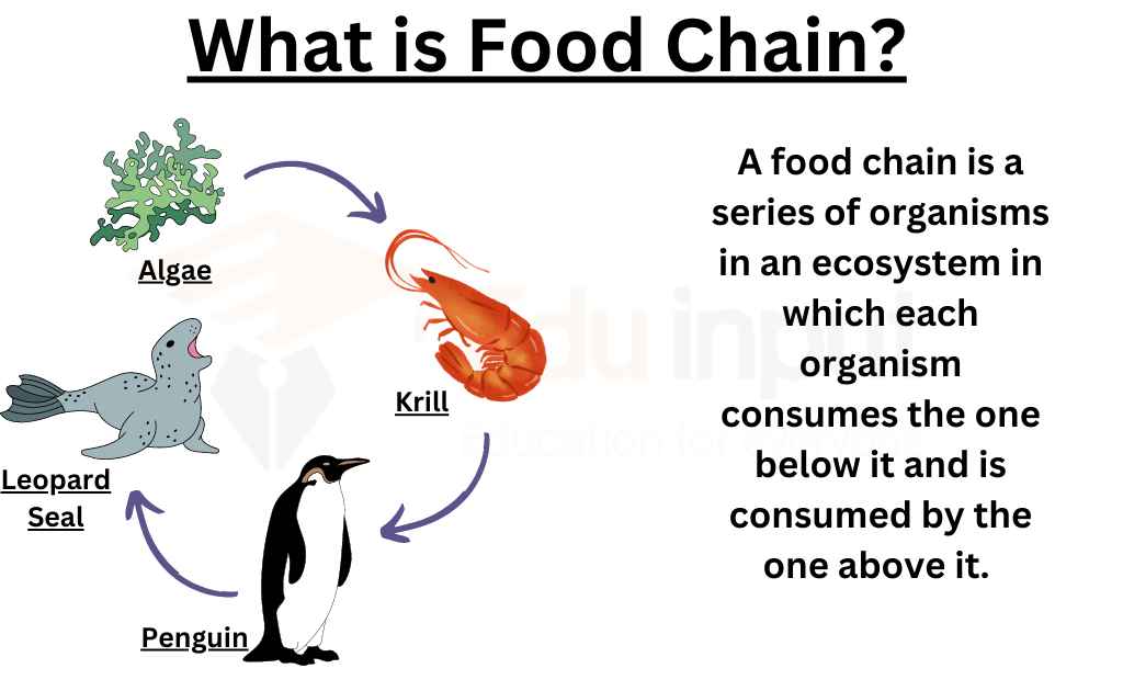 image showing what is food chain?