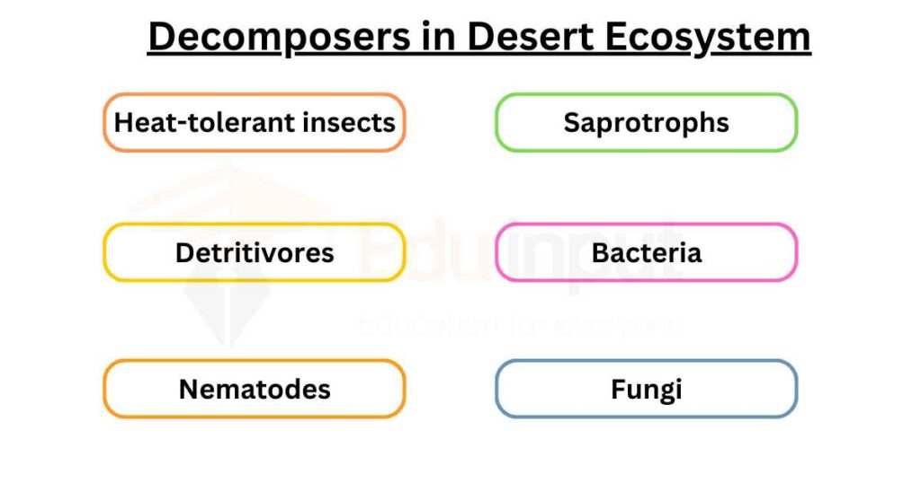 image showing examples of decomposers in desert