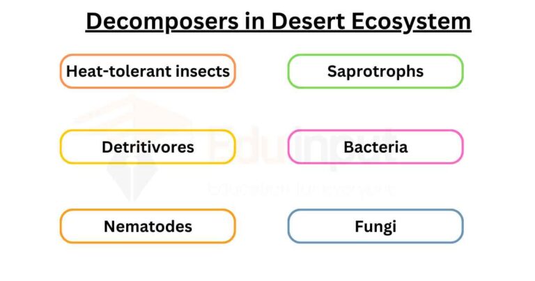 8 Examples of Decomposers in Desert Ecosystem