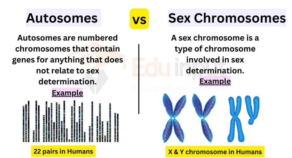 Difference Between Autosomes And Sex Chromosomes