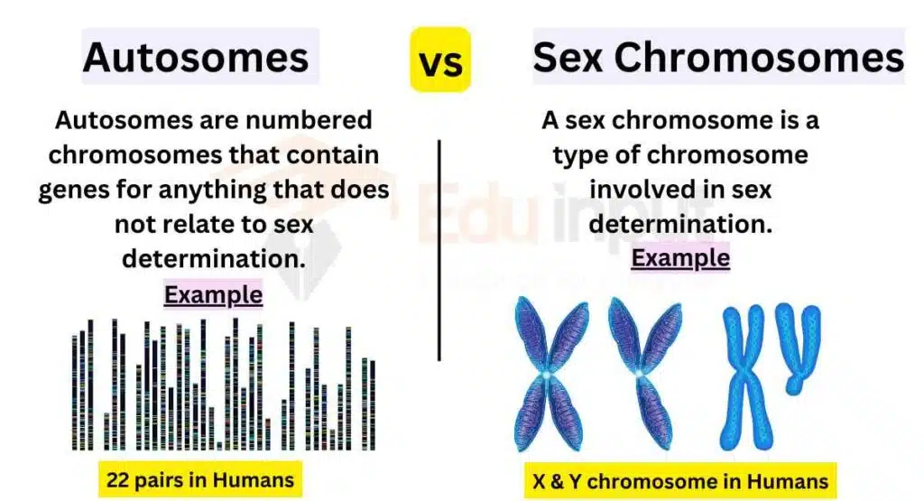 image showing Difference Between Autosomes and Sex Chromosomes 