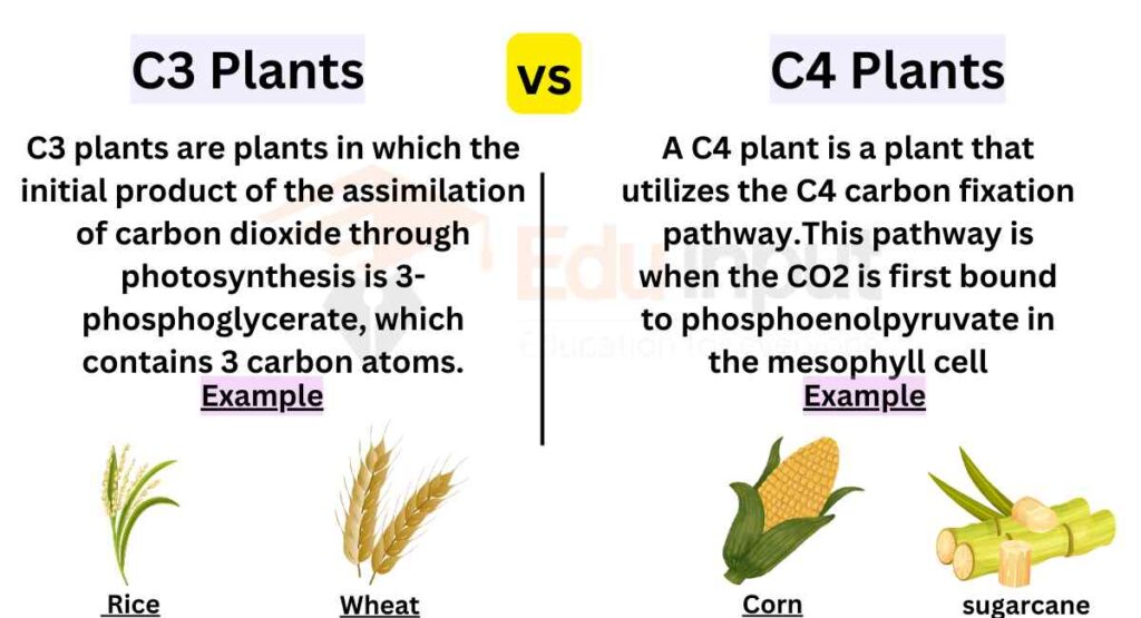 image showing Difference Between C3 and C4 Plants