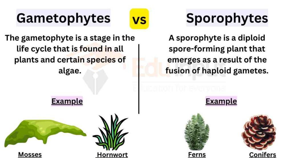 image showing Difference Between Gametophytes And Sporophytes