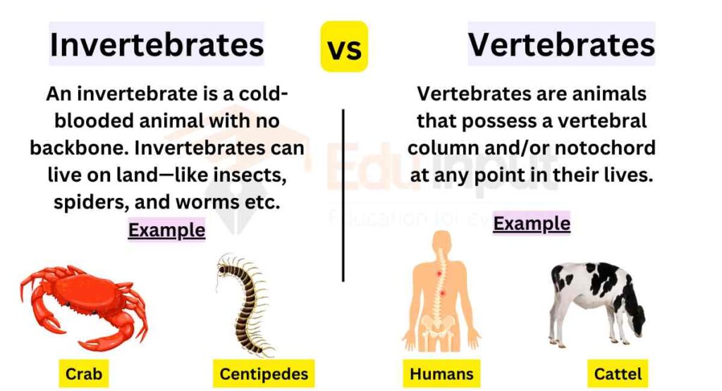 image showing Difference Between Invertebrates And Vertebrates 