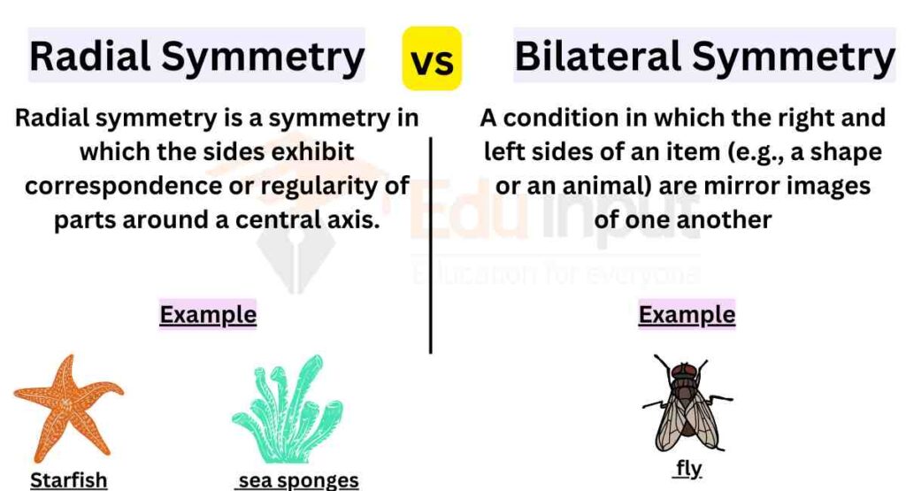 image showing Difference Between Radial and Bilateral Symmetry