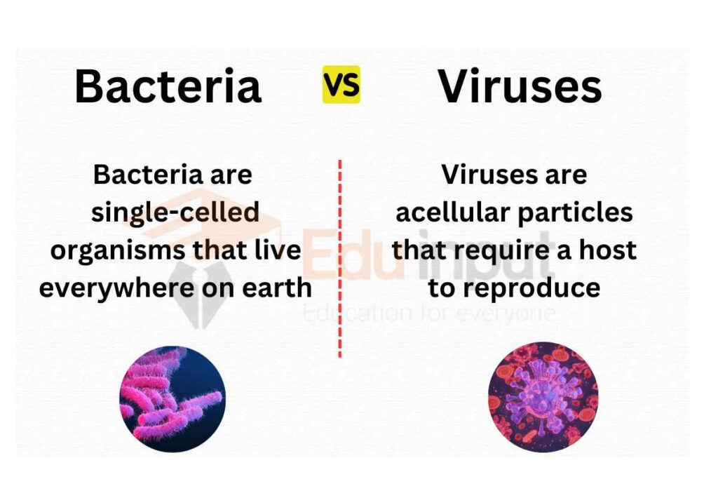 IMAGE SHOWING Difference Between Viruses and Bacteria