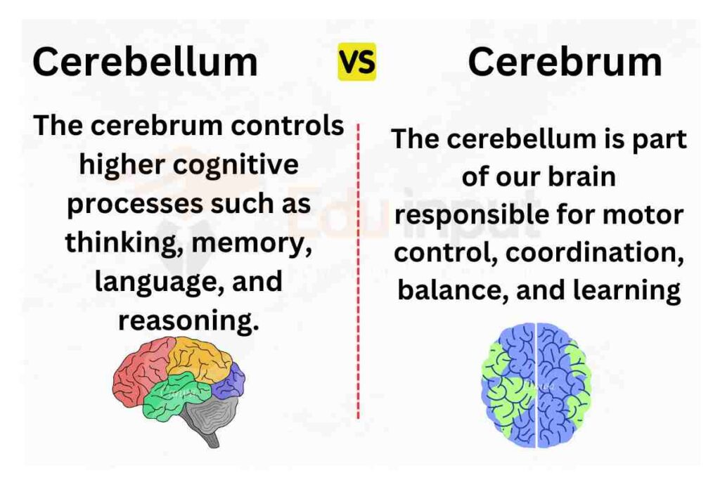 image showing Difference between Cerebellum and Cerebrum 