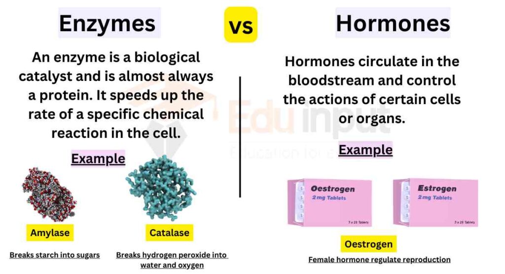 image showing Difference between Enzymes and Hormones 
