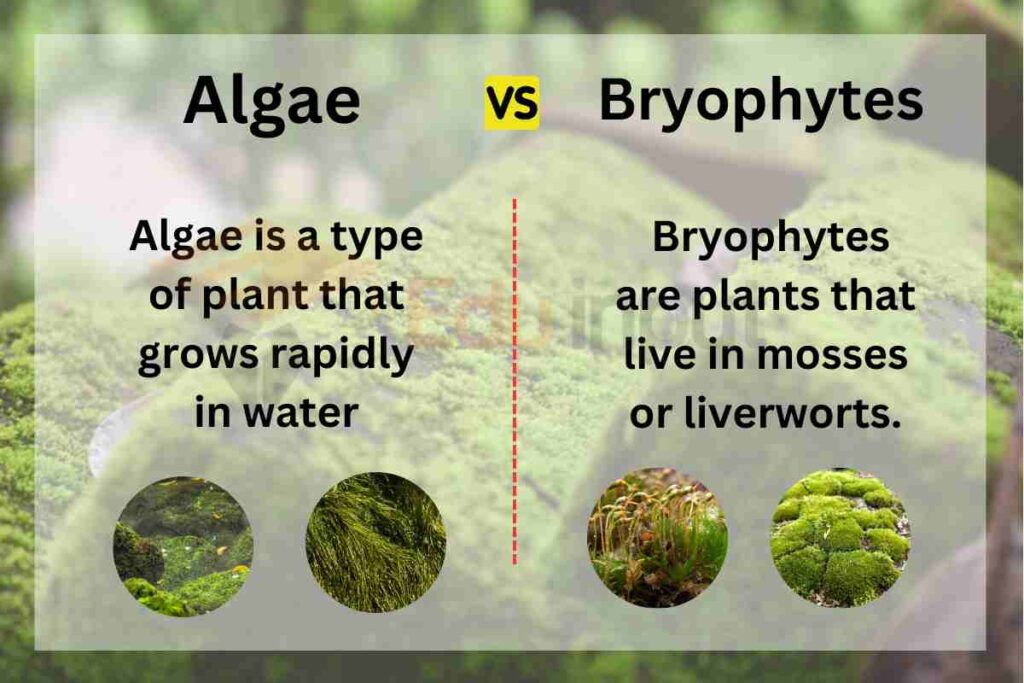 Difference between algae and bryophytes image