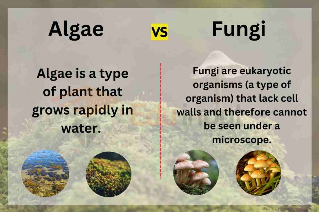image showing Difference between Algae and Fungi